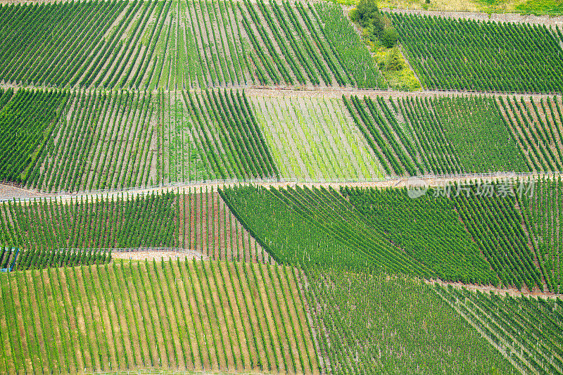 Wehlen的vineyard, Bernkastel-Kues